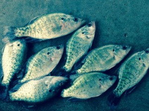 crappie